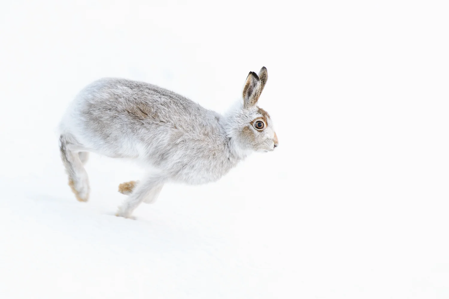 Mountain Hare