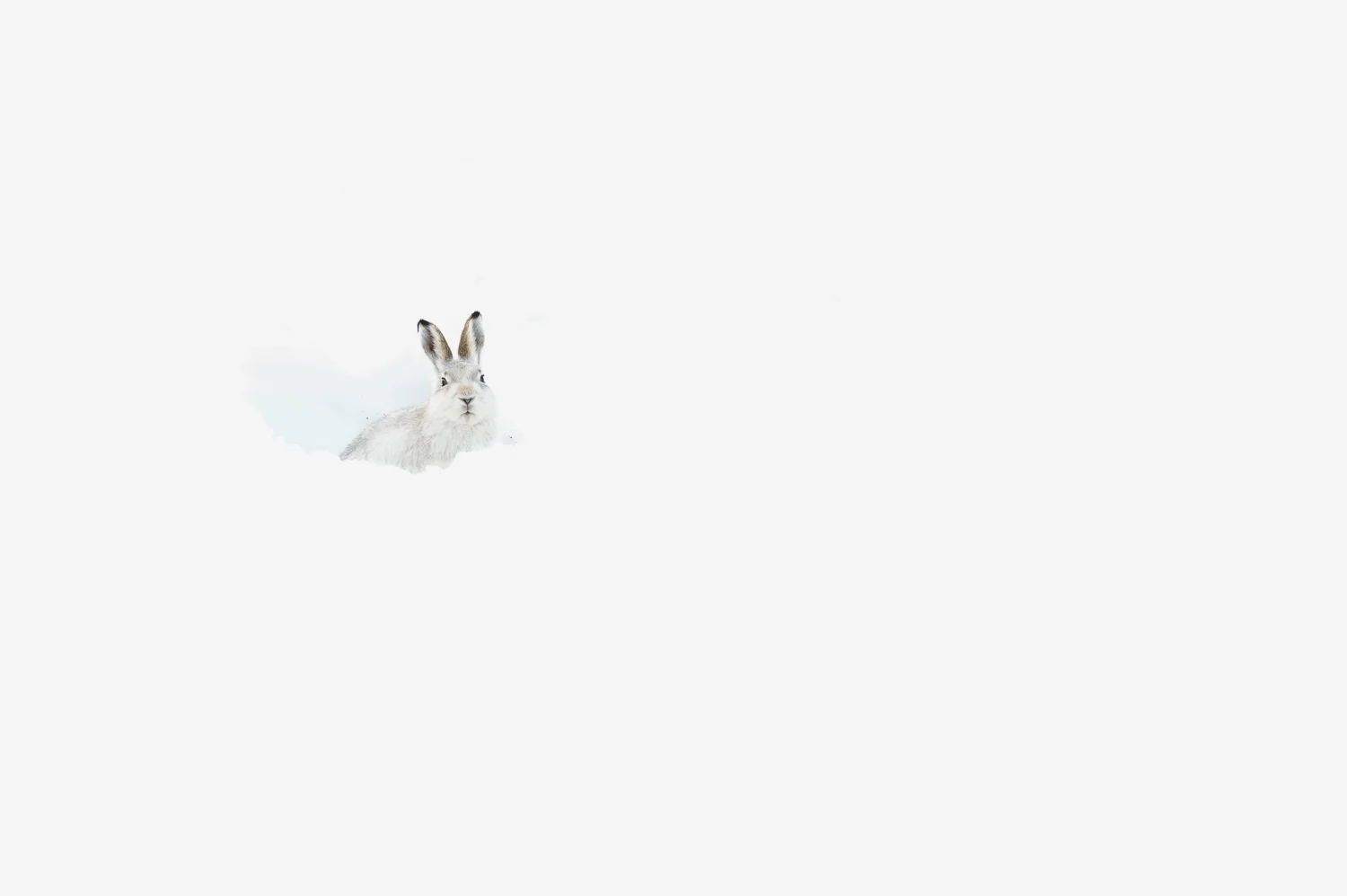 Mountain Hare in its Form