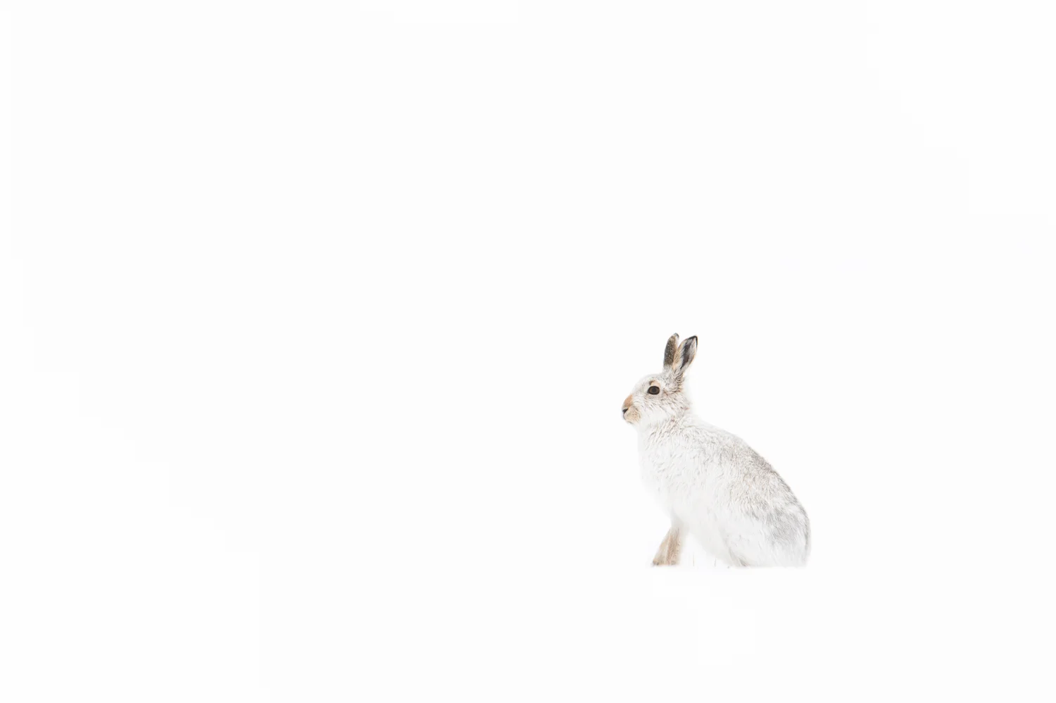 Mountain Hare
