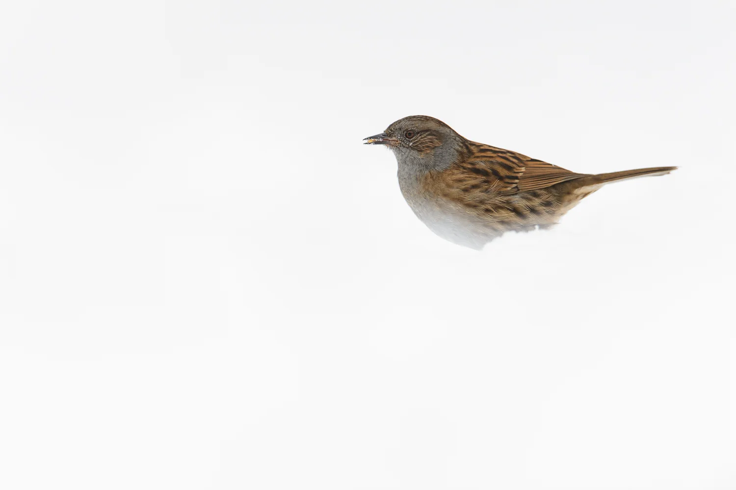 Dunnock in the Snow