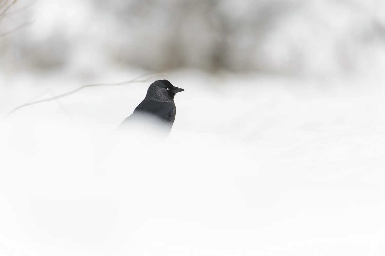 Jackdaw