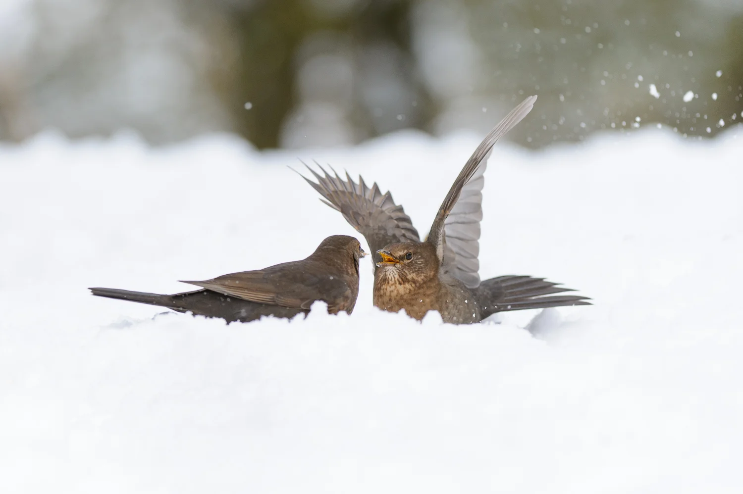 Fighting Female Blackbirds