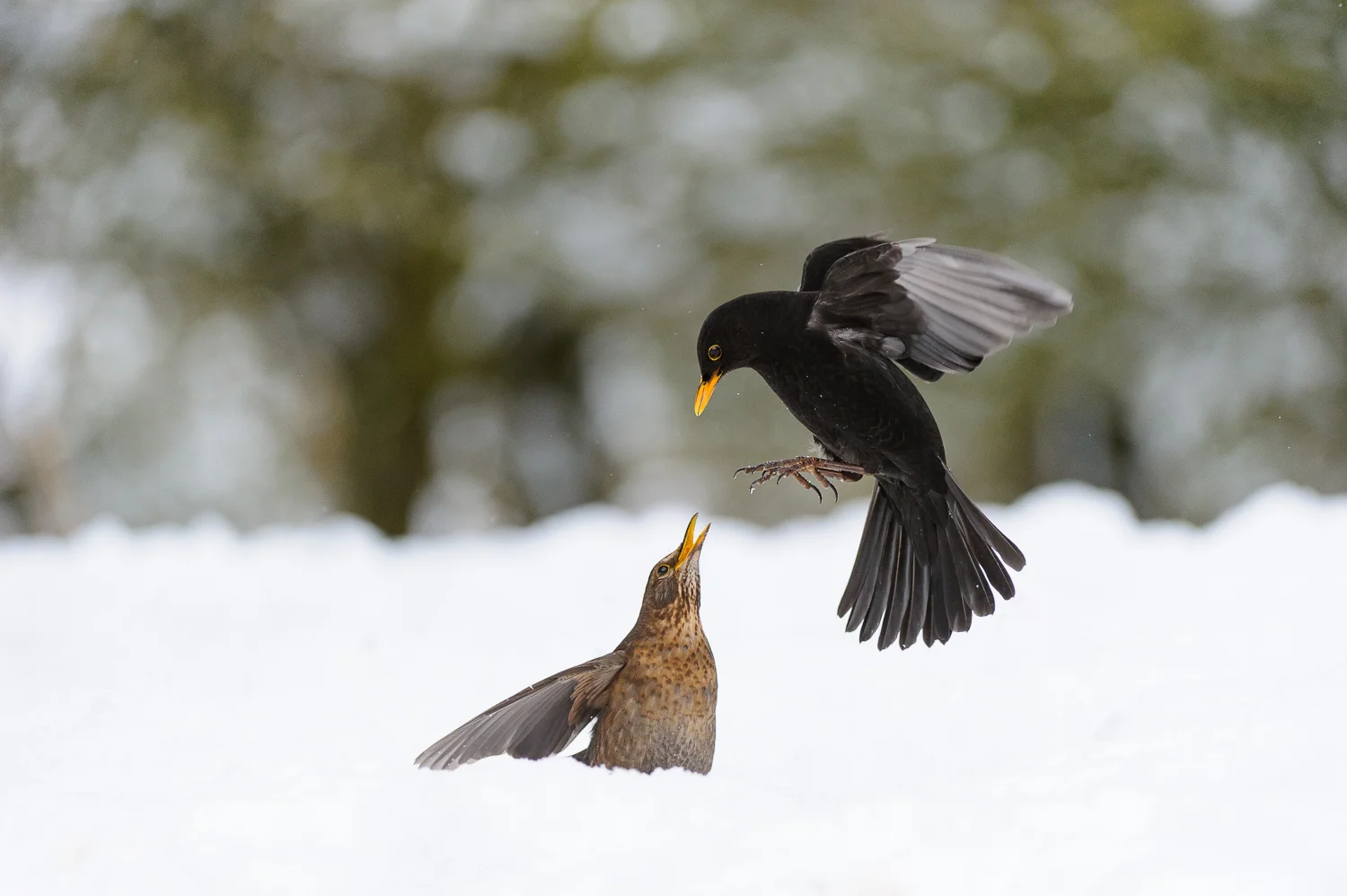 Fighting Blackbirds