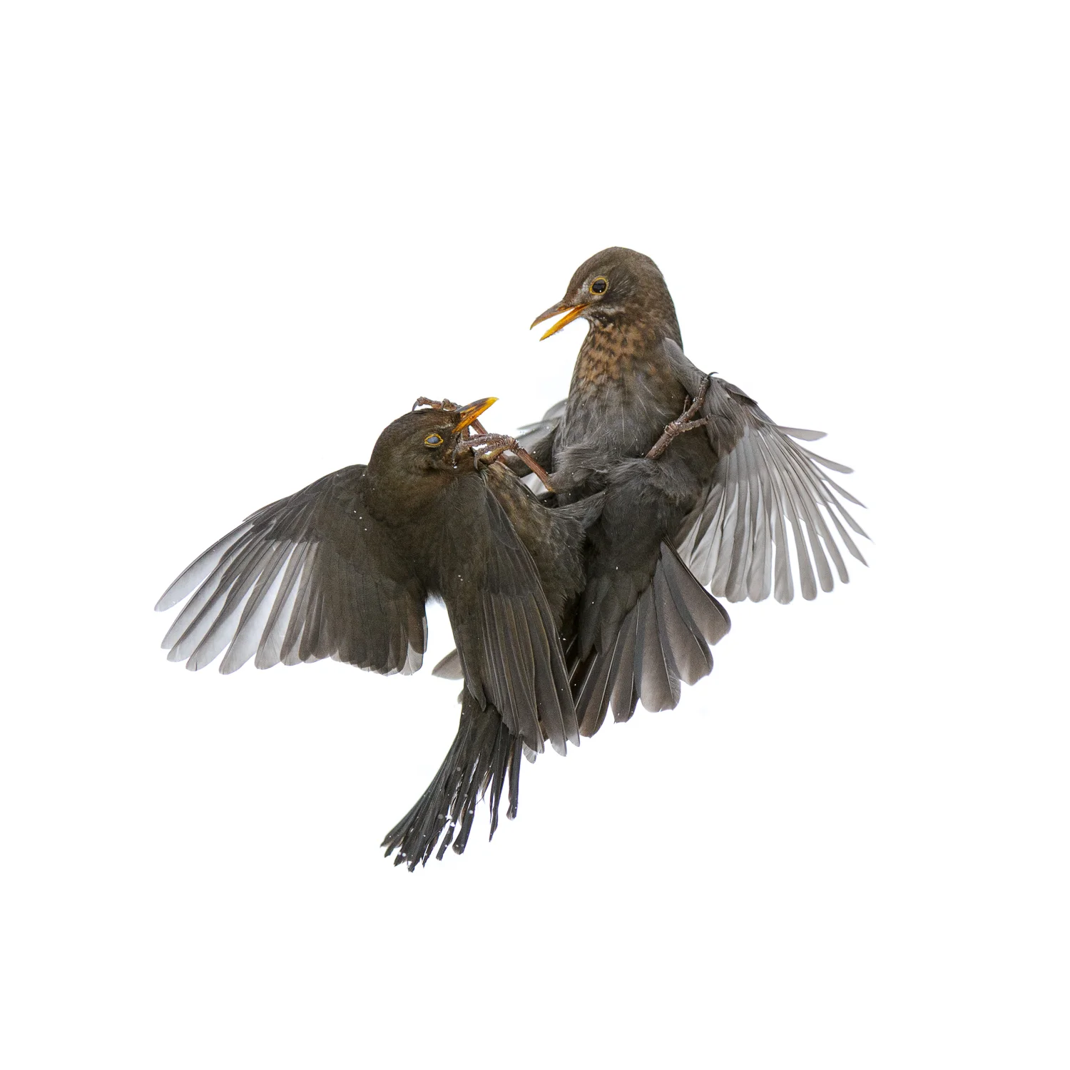 Fighting Blackbirds