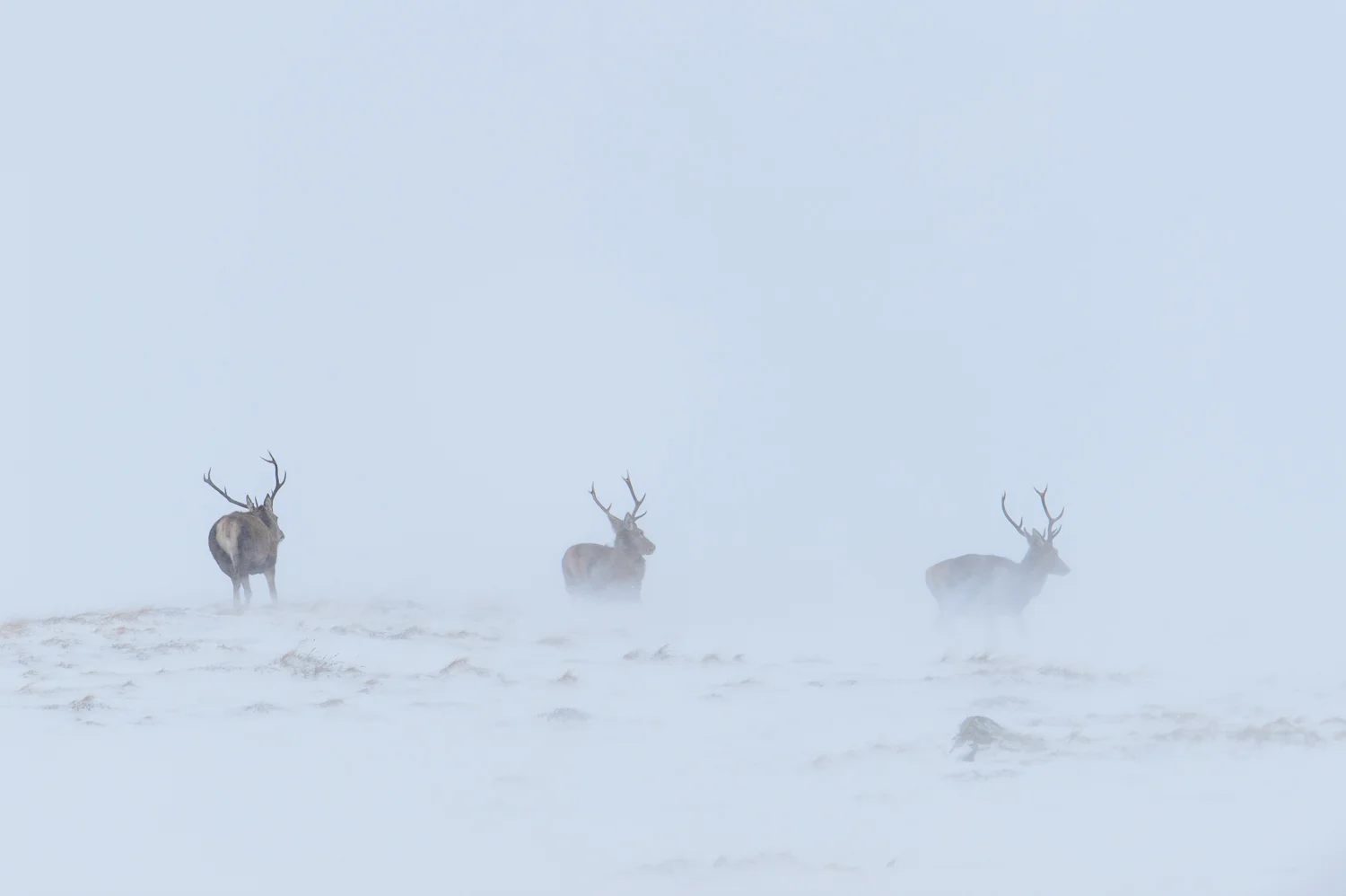 Three Stags