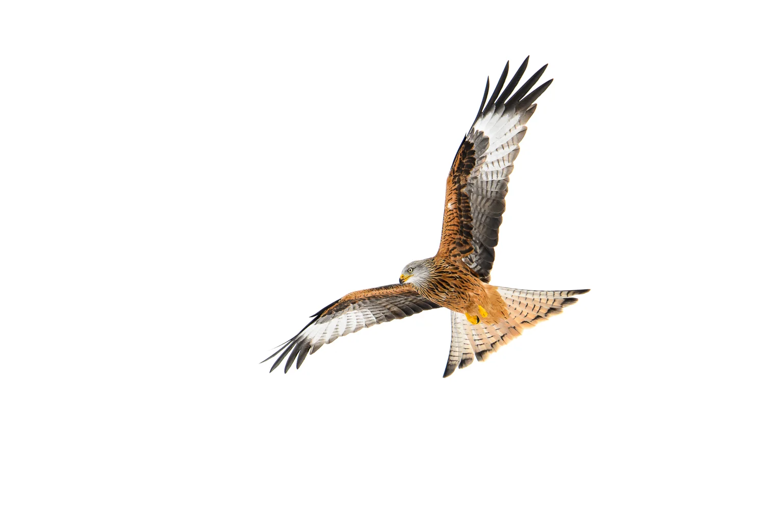 Red Kite