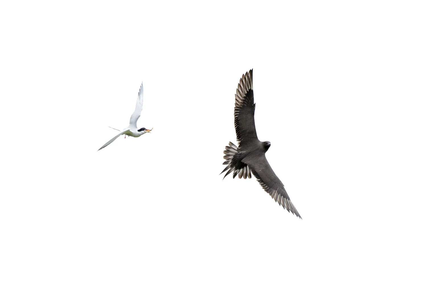Arctic Tern and Arctic Skua