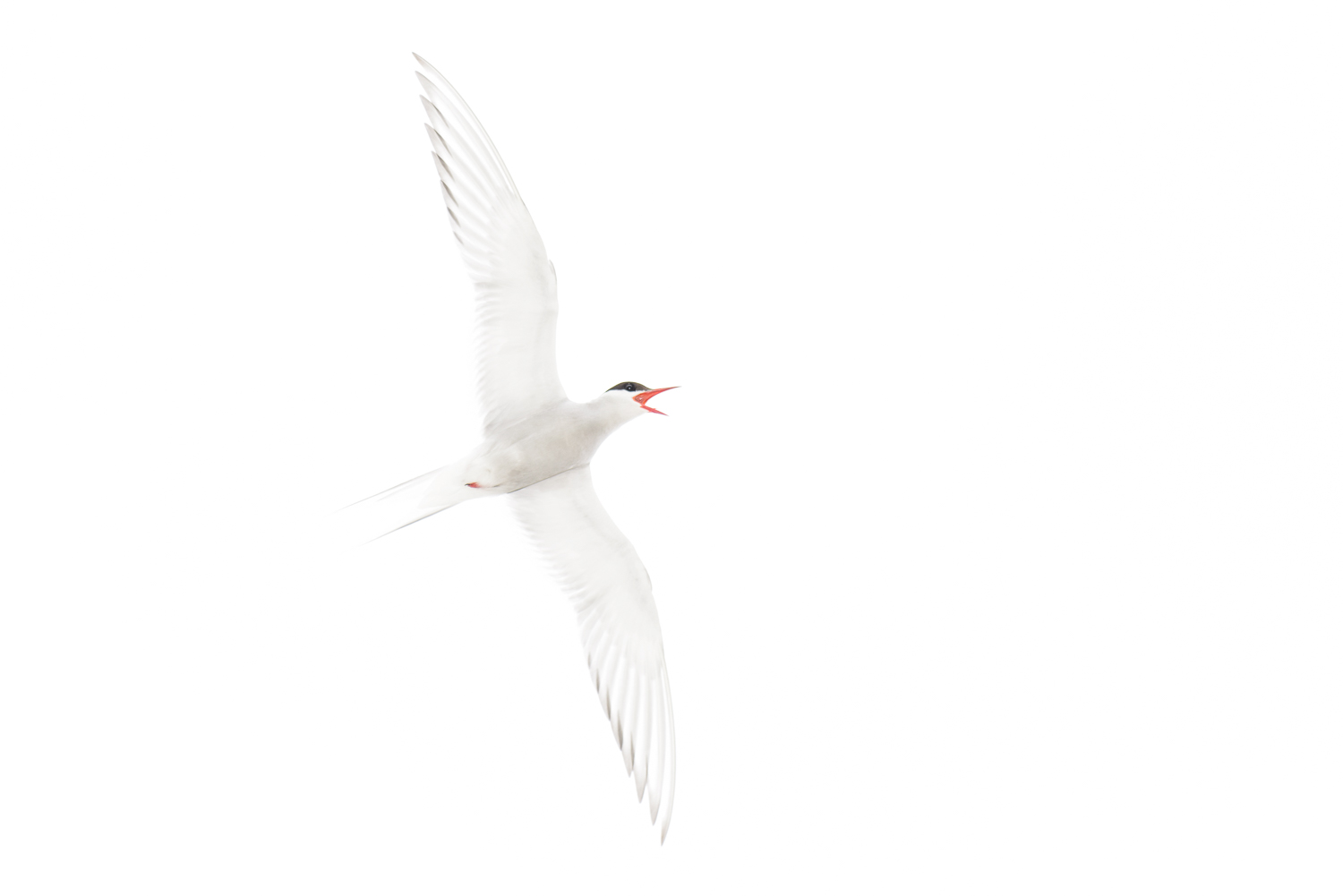 Arctic Tern