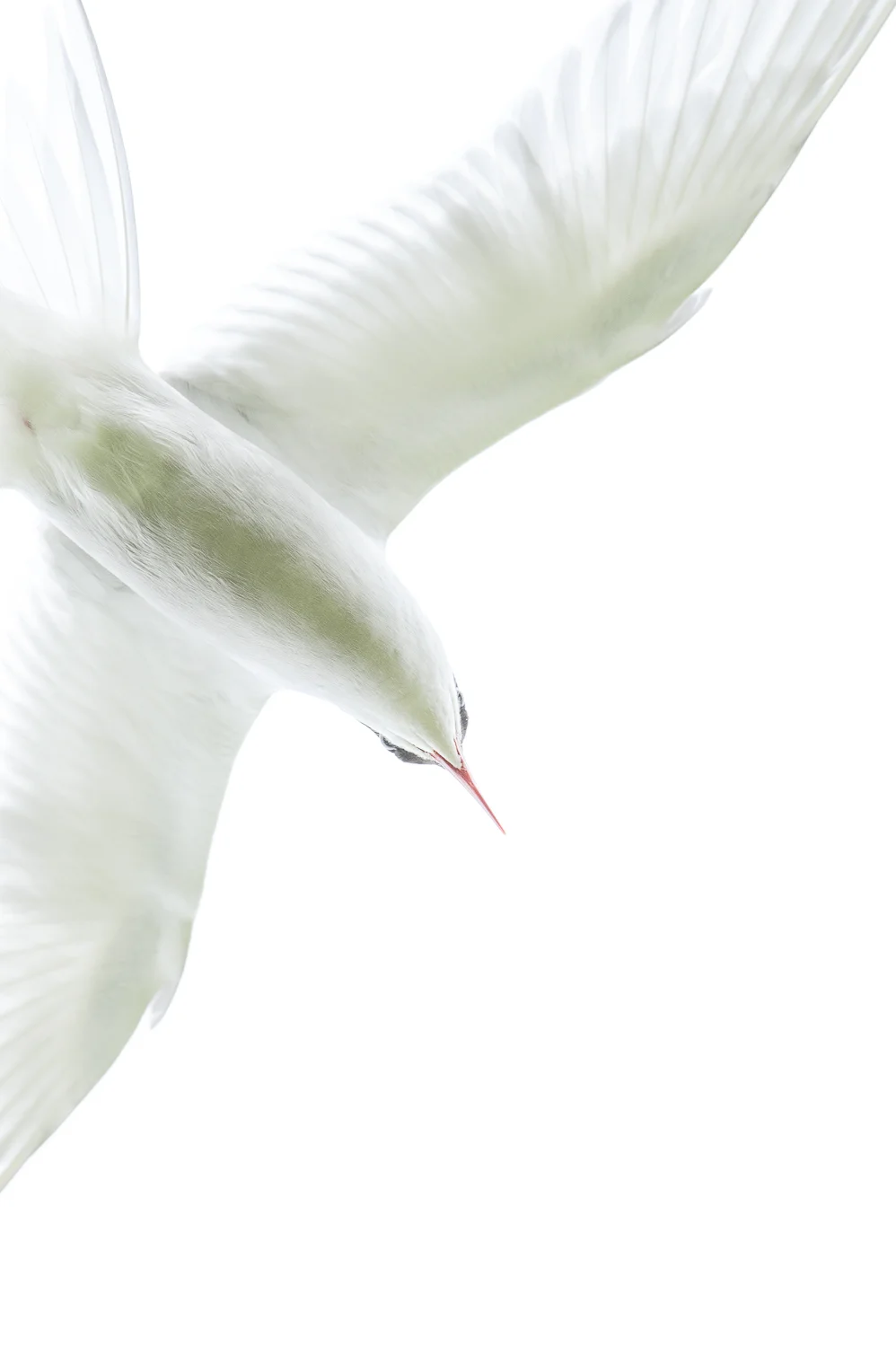 Arctic Tern