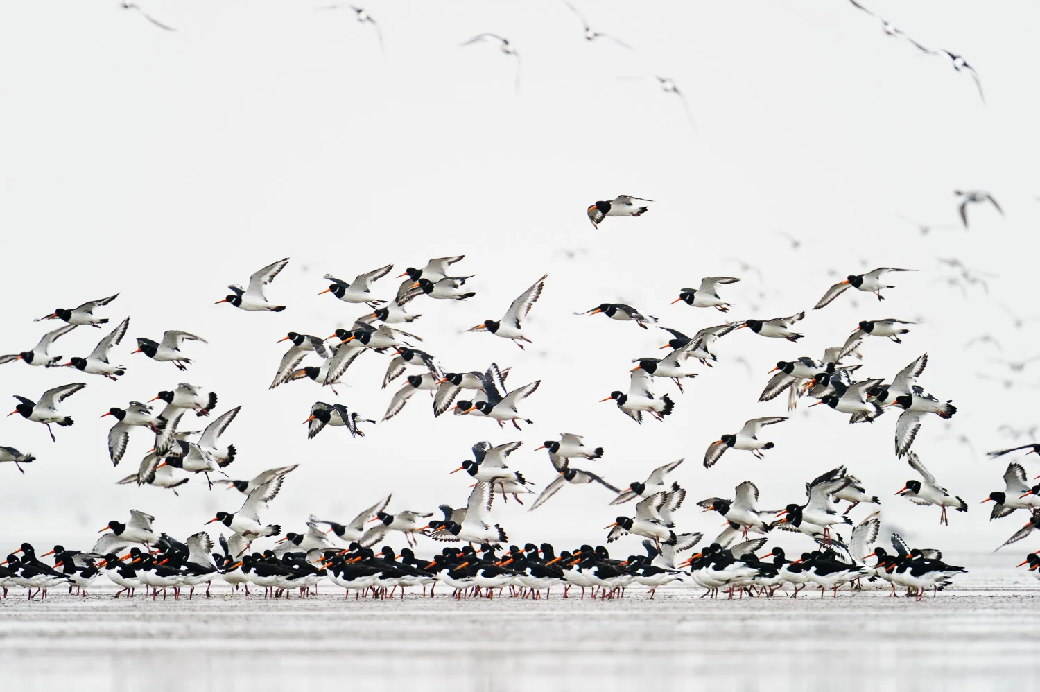 Oystercatchers