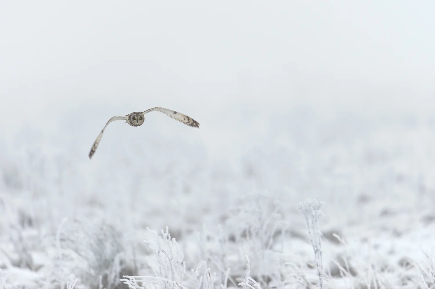 Shot-Eared Owl