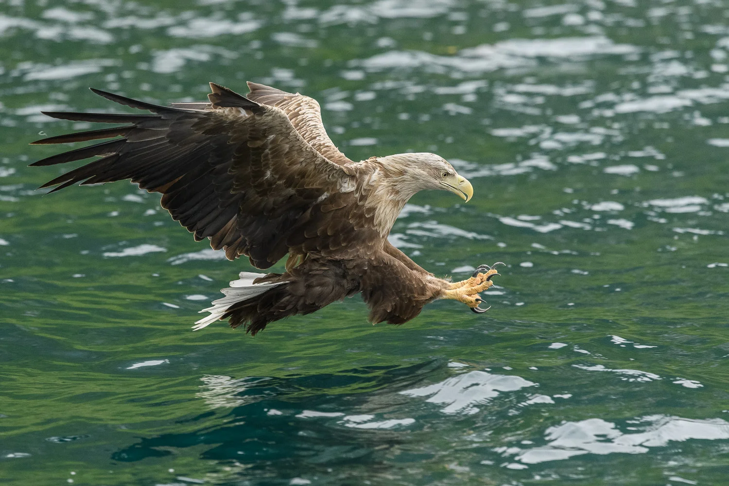 White-Tailed Eagle