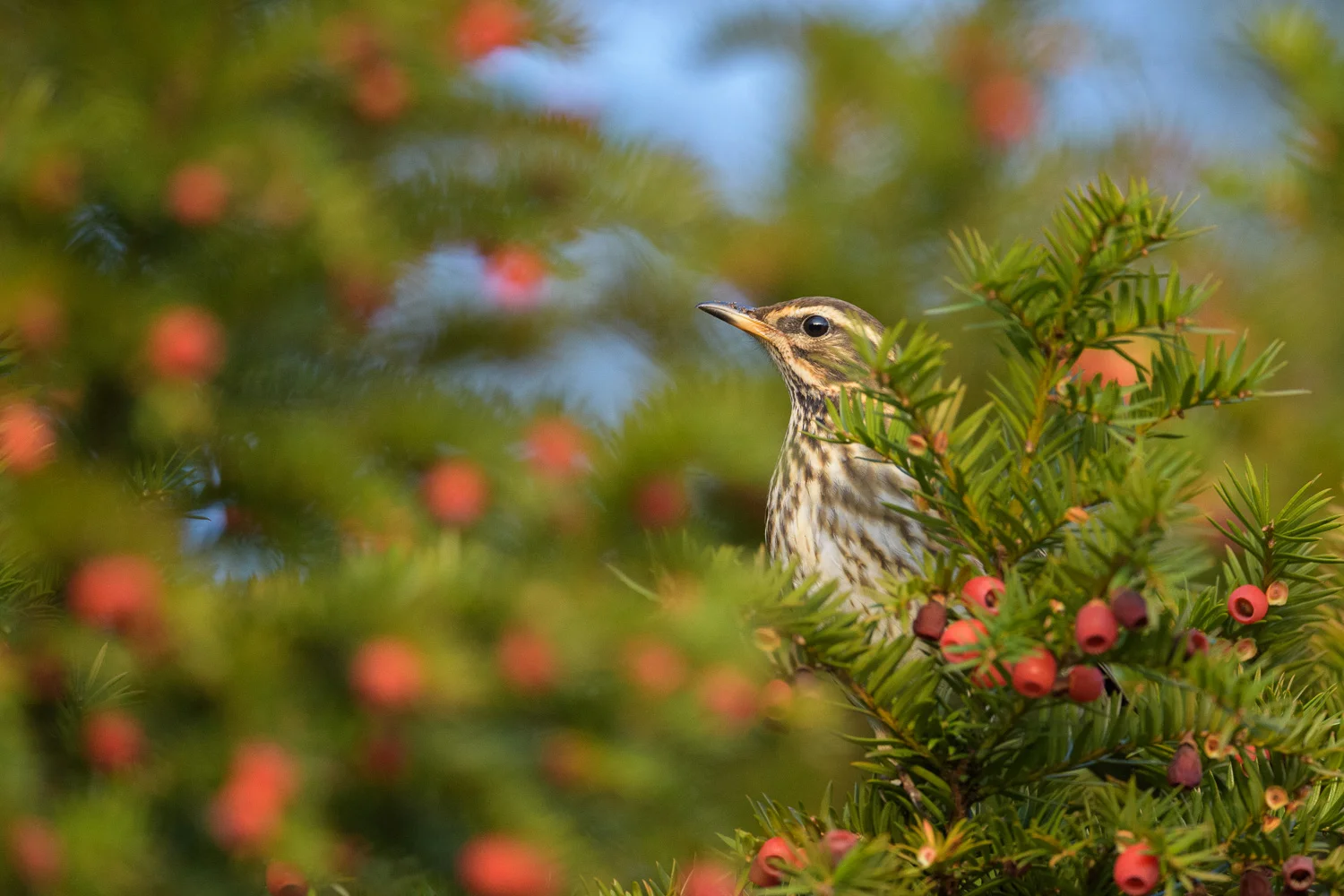 Redwing