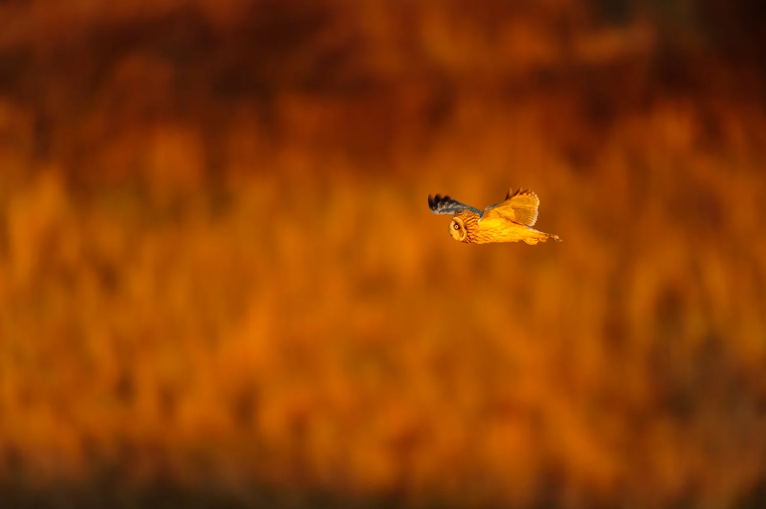 Short Eared Owl