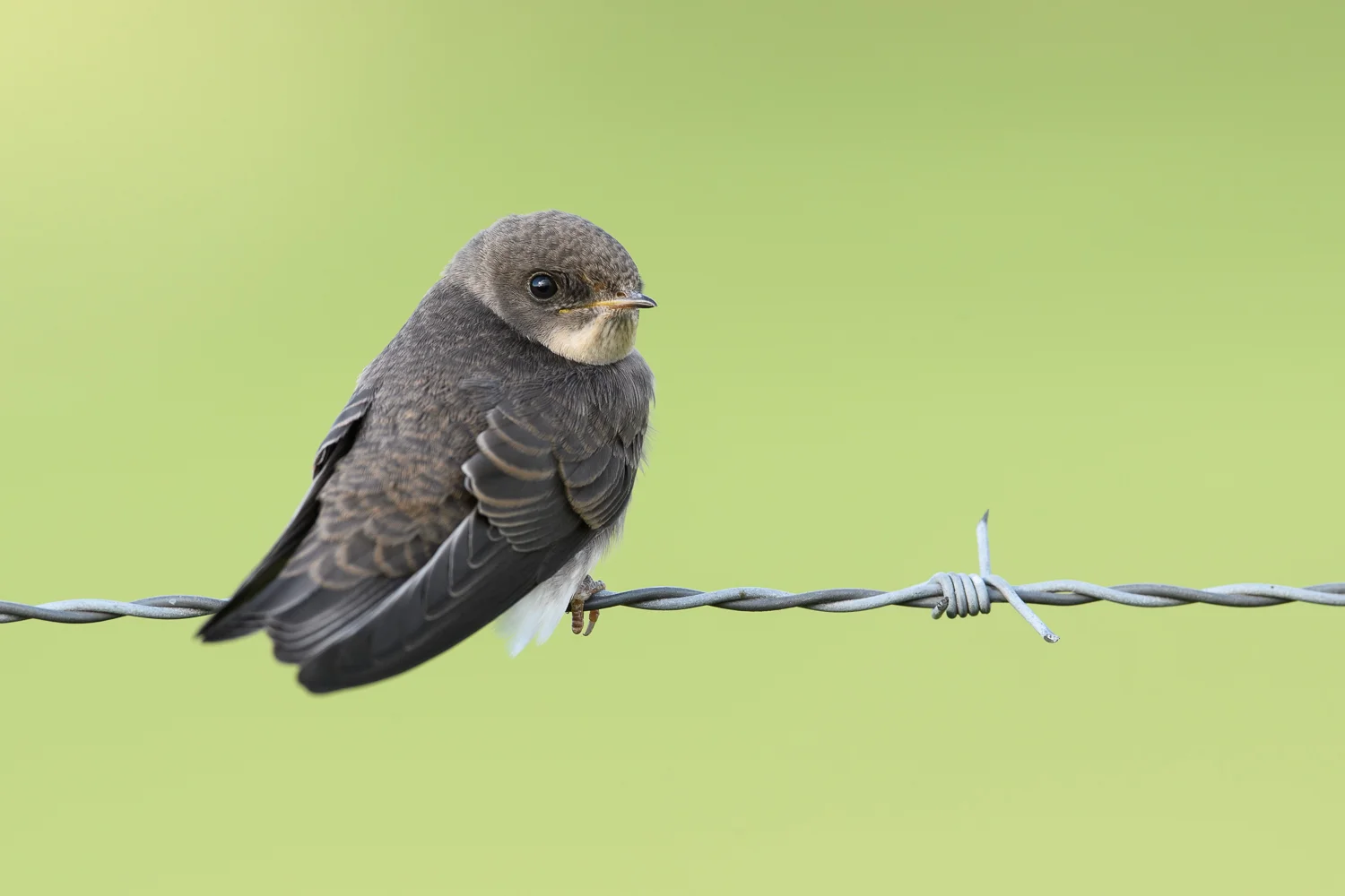 Sand Martin on Barb Wire Fence