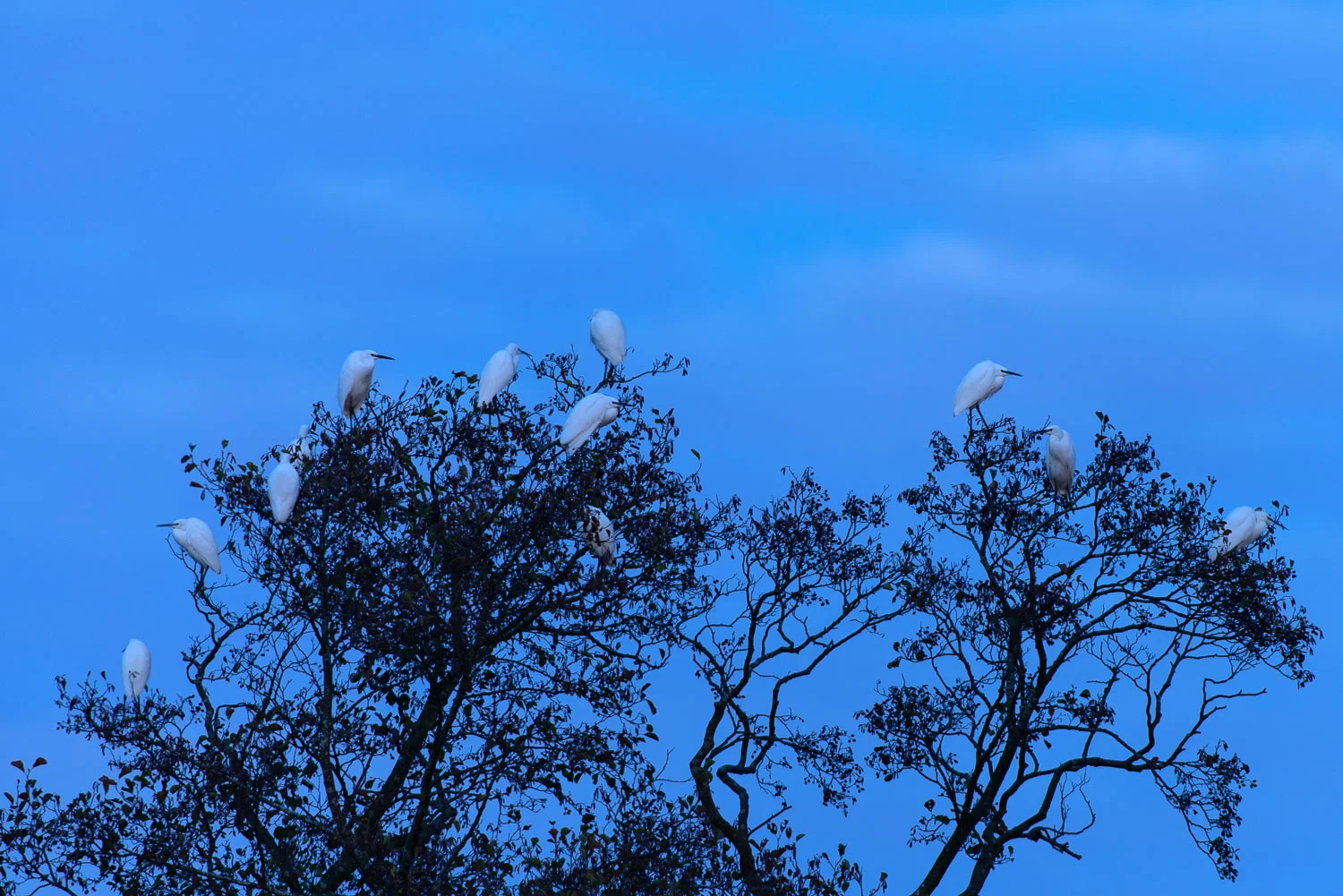 Egret Roost