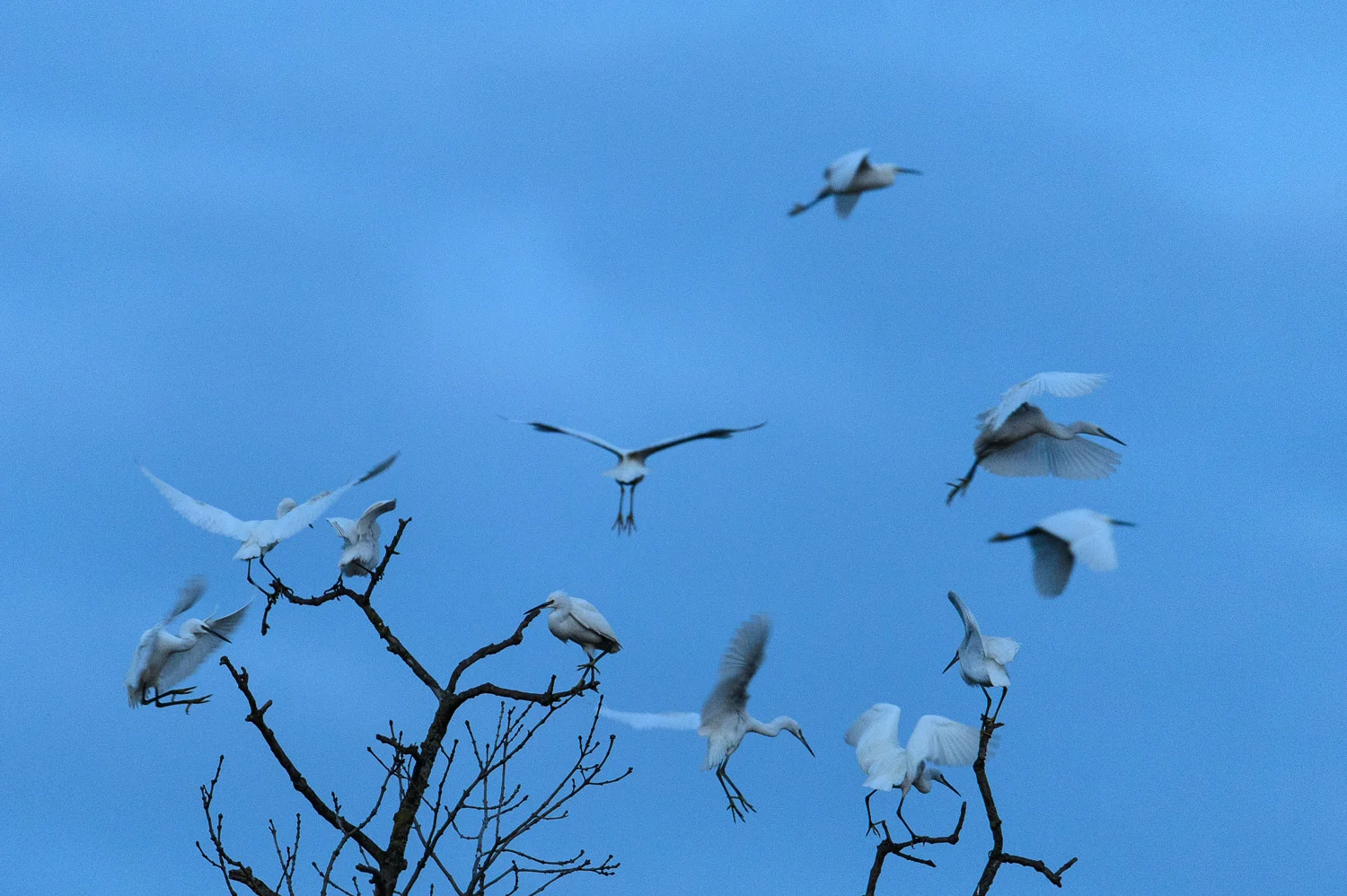 Egret Roost