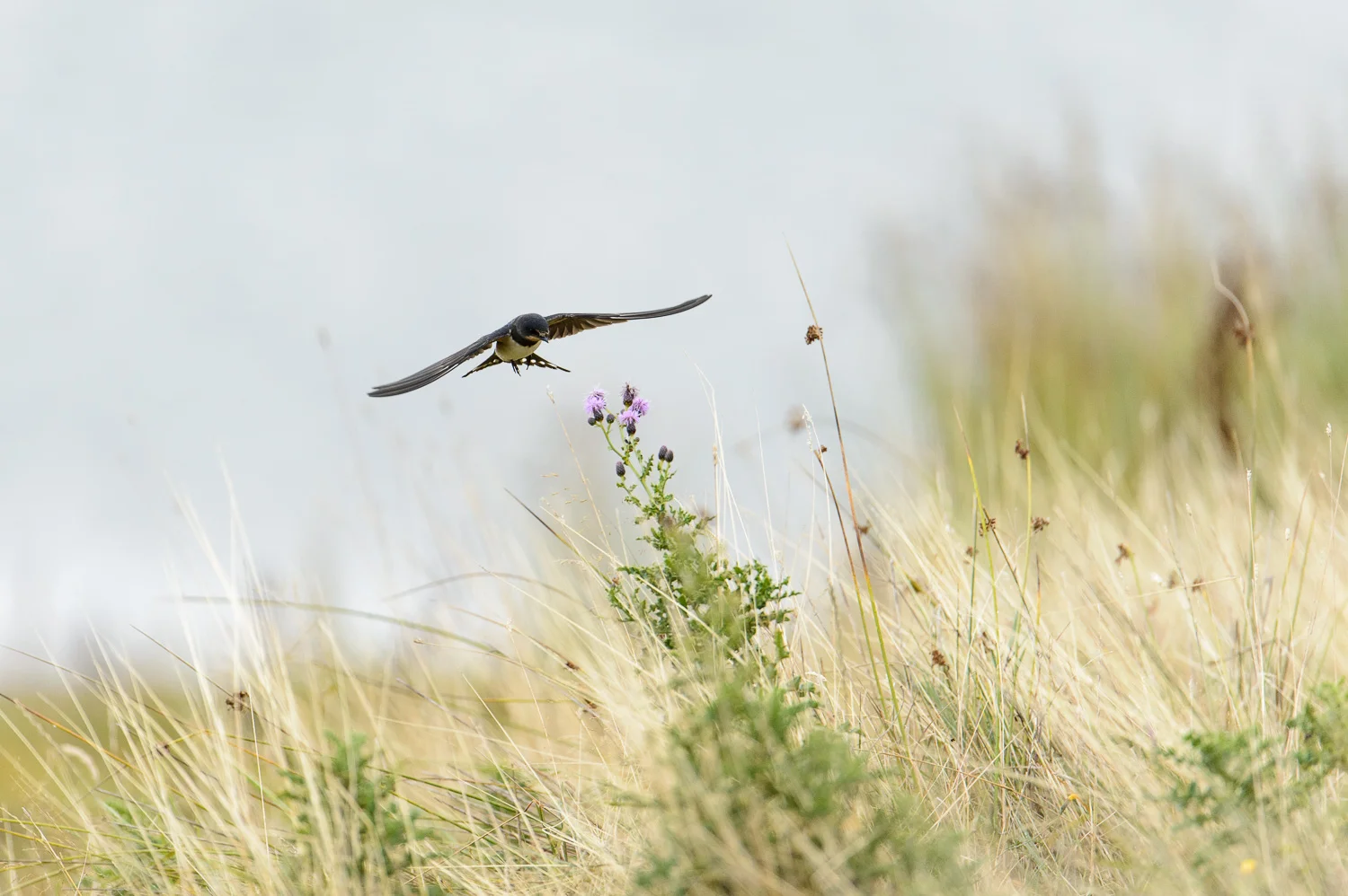 Swallow
