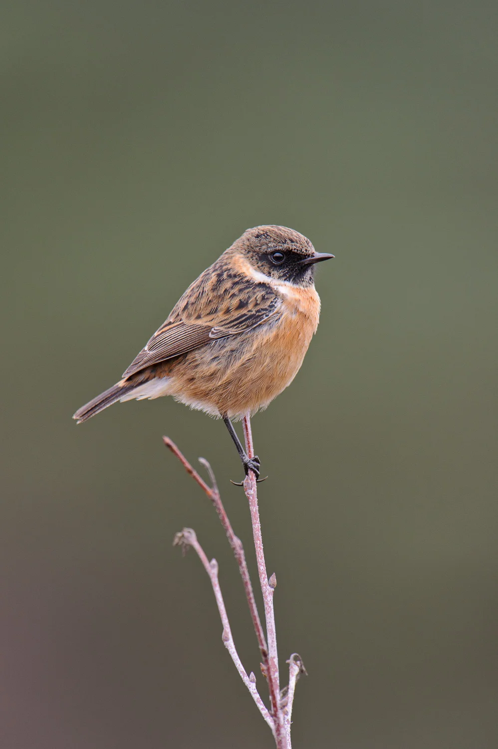 Stonechat