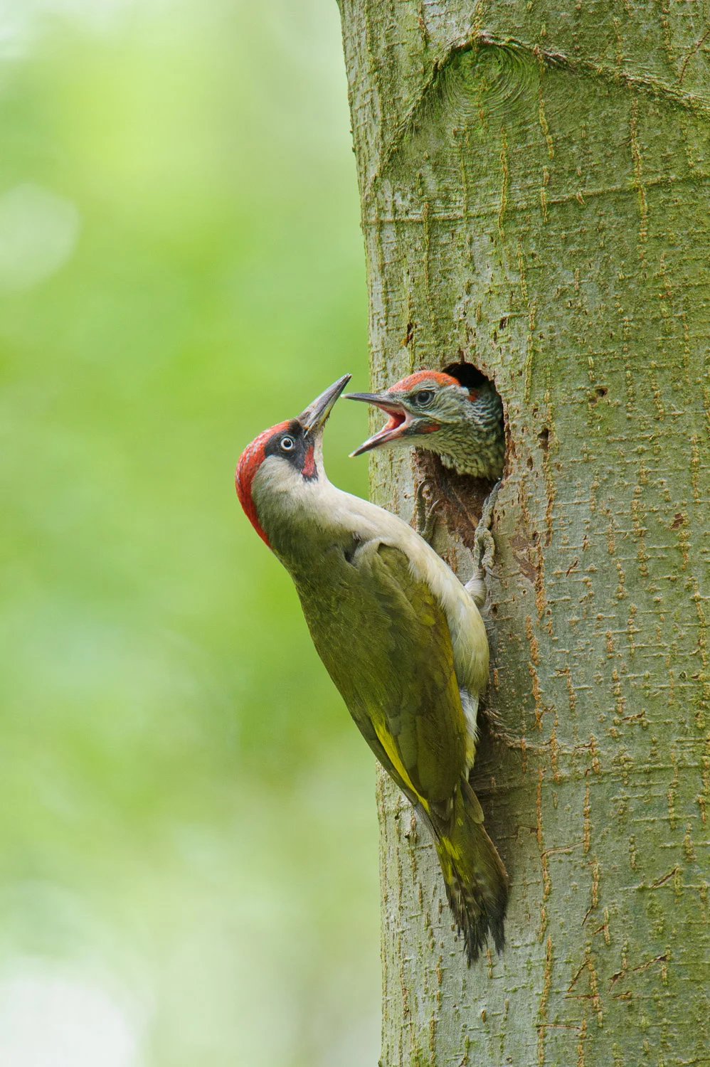 Green Woodpecker
