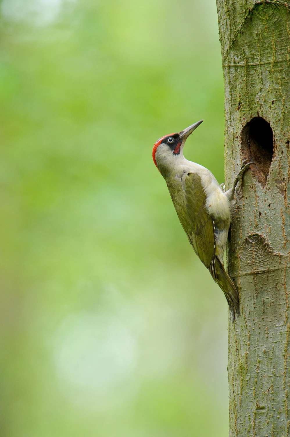 Green Woodpecker