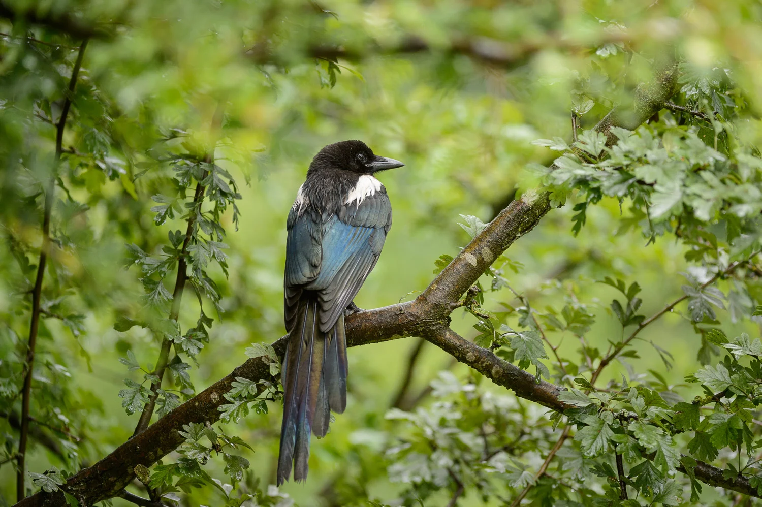 Magpie