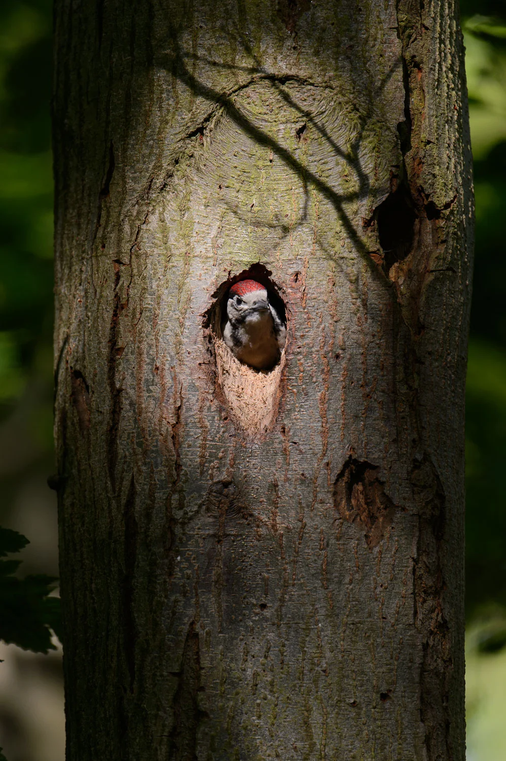 Great Spotted Woodpecker