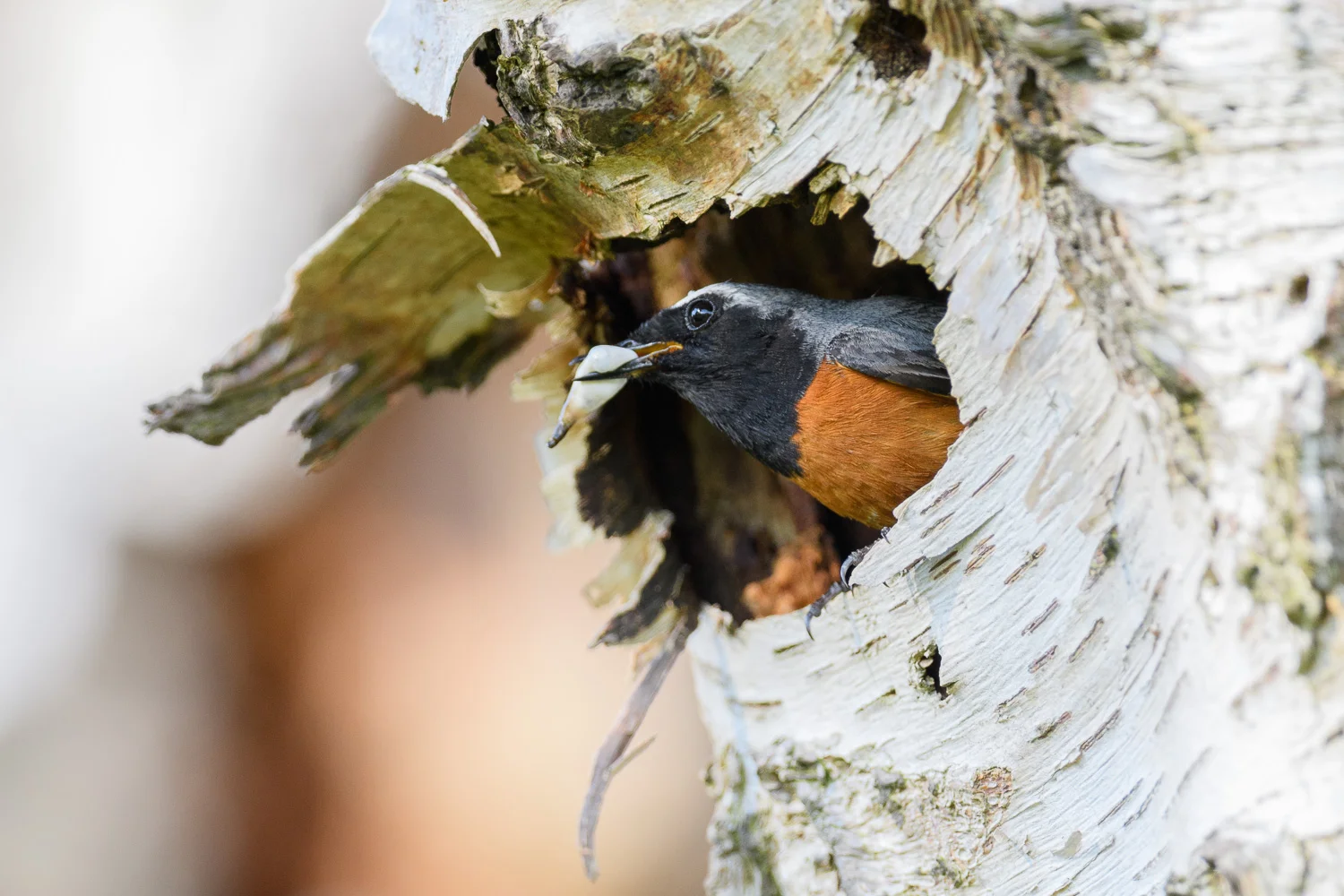 Redstart