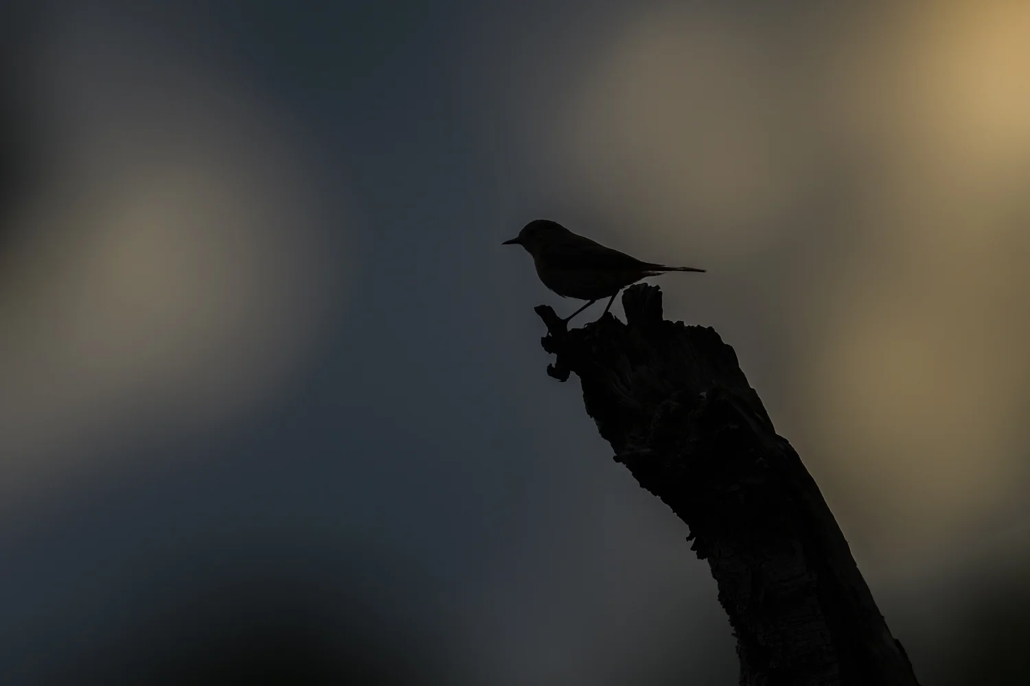 Redstart Silhouetted