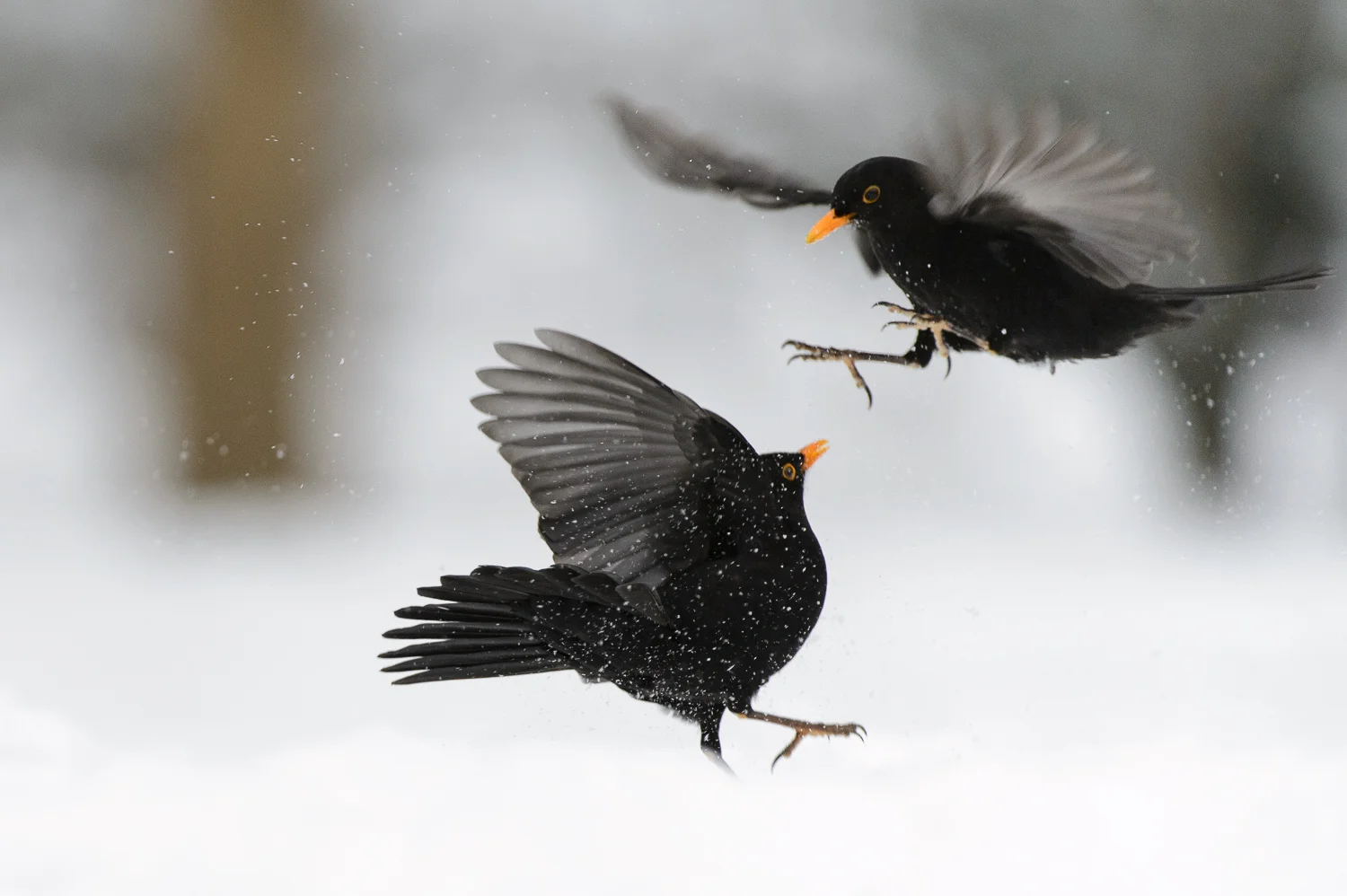 Blackbirds Fighting