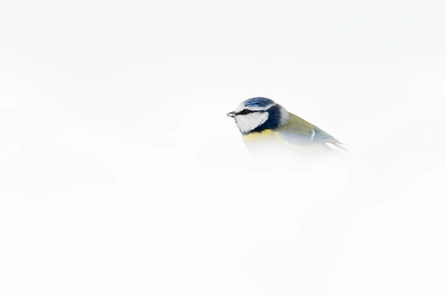 Snowy Blue Tit
