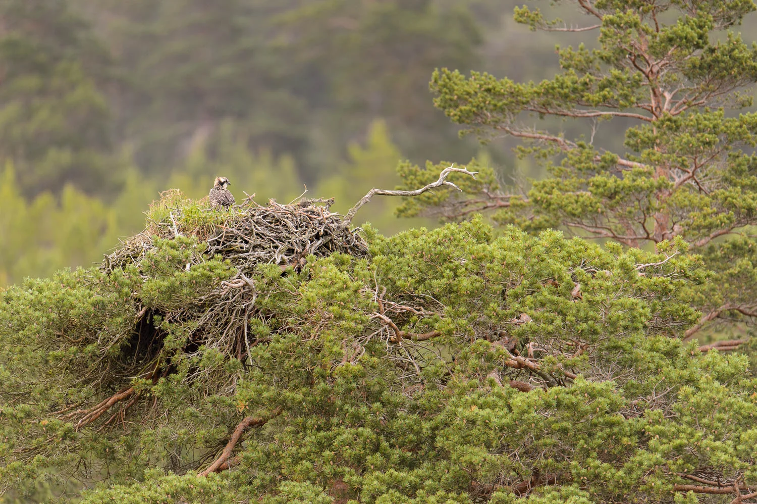 Osprey Nest