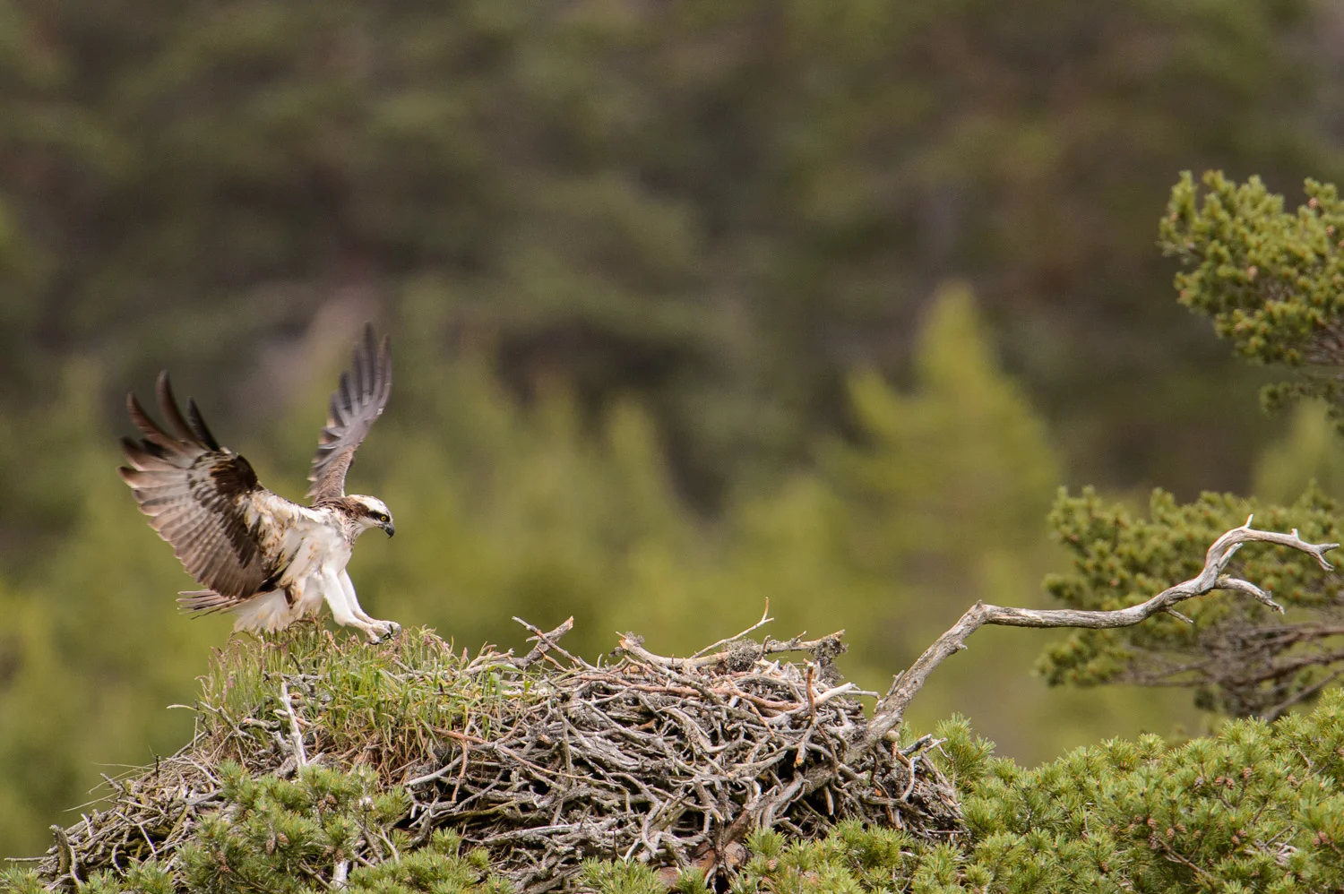 Osprey Landing on Nest