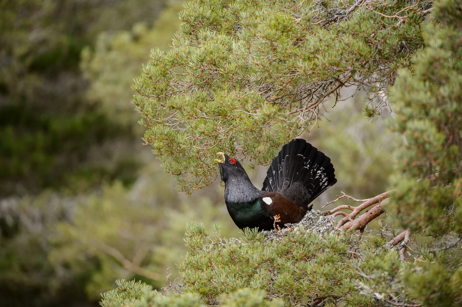 Capercaillie