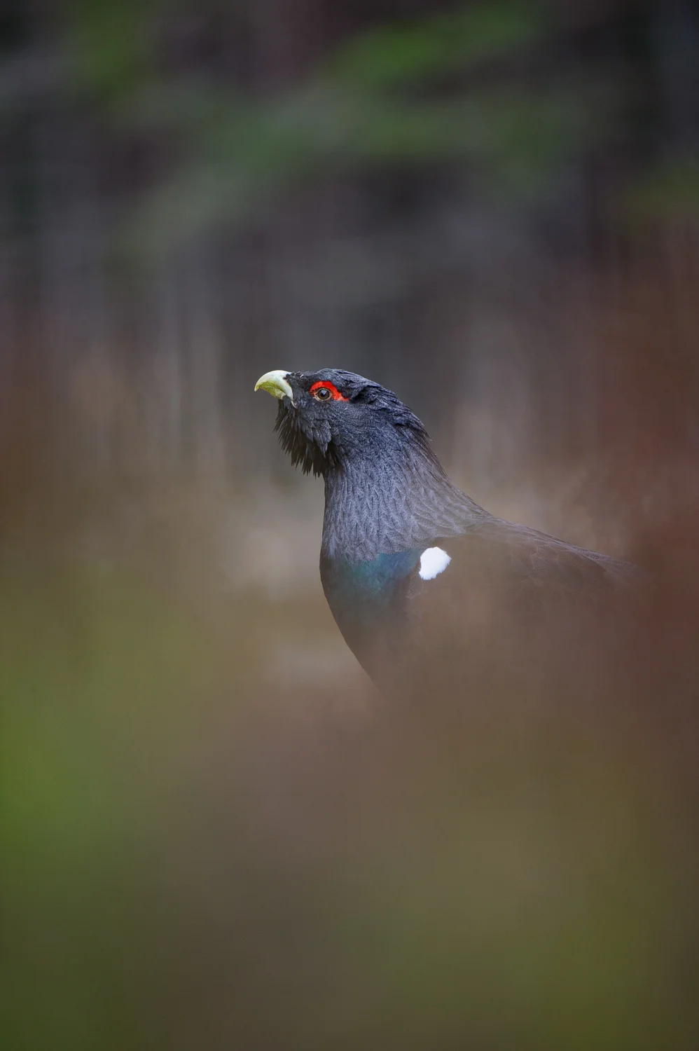 Capercaillie