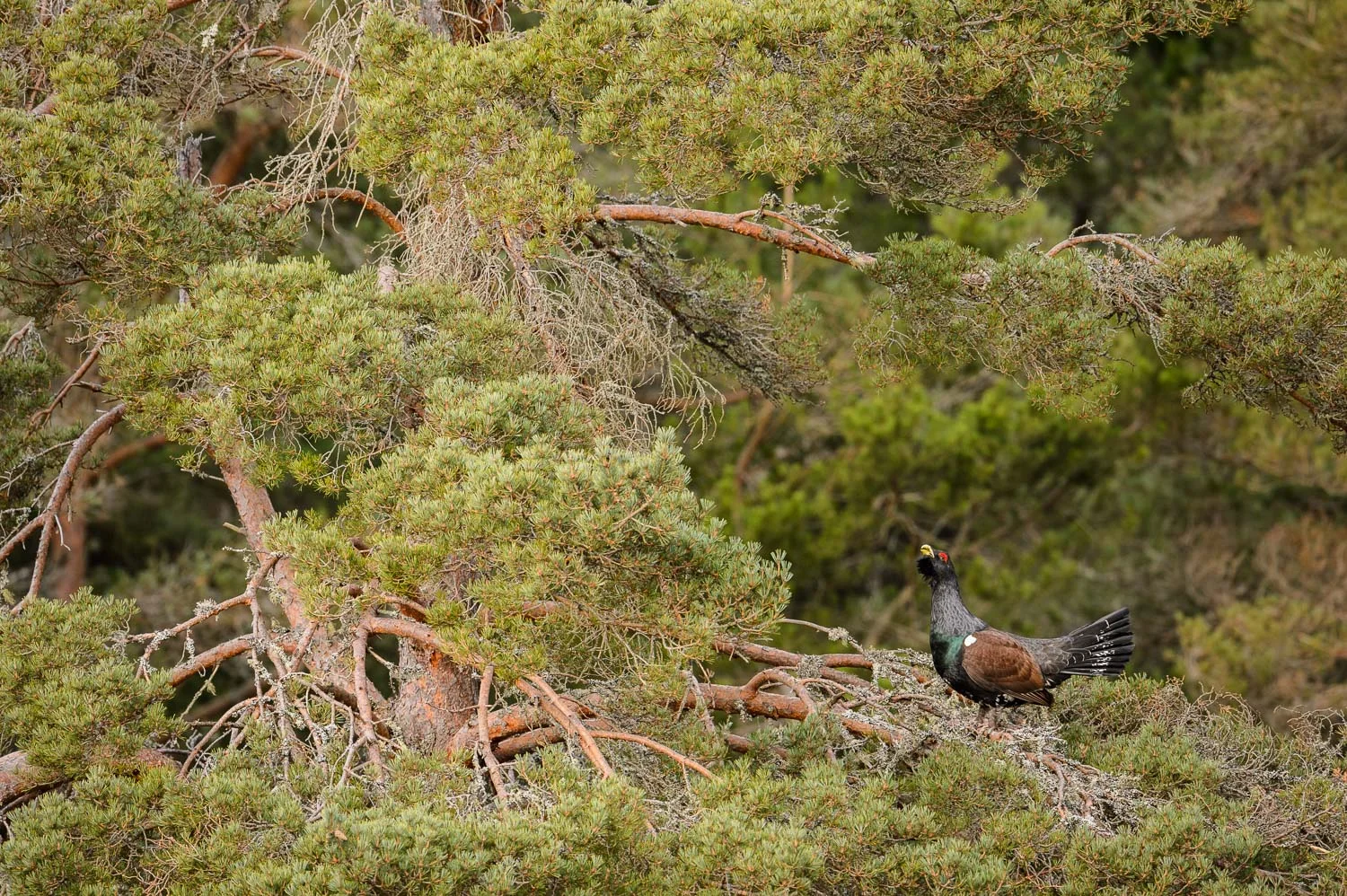 Capercaillie