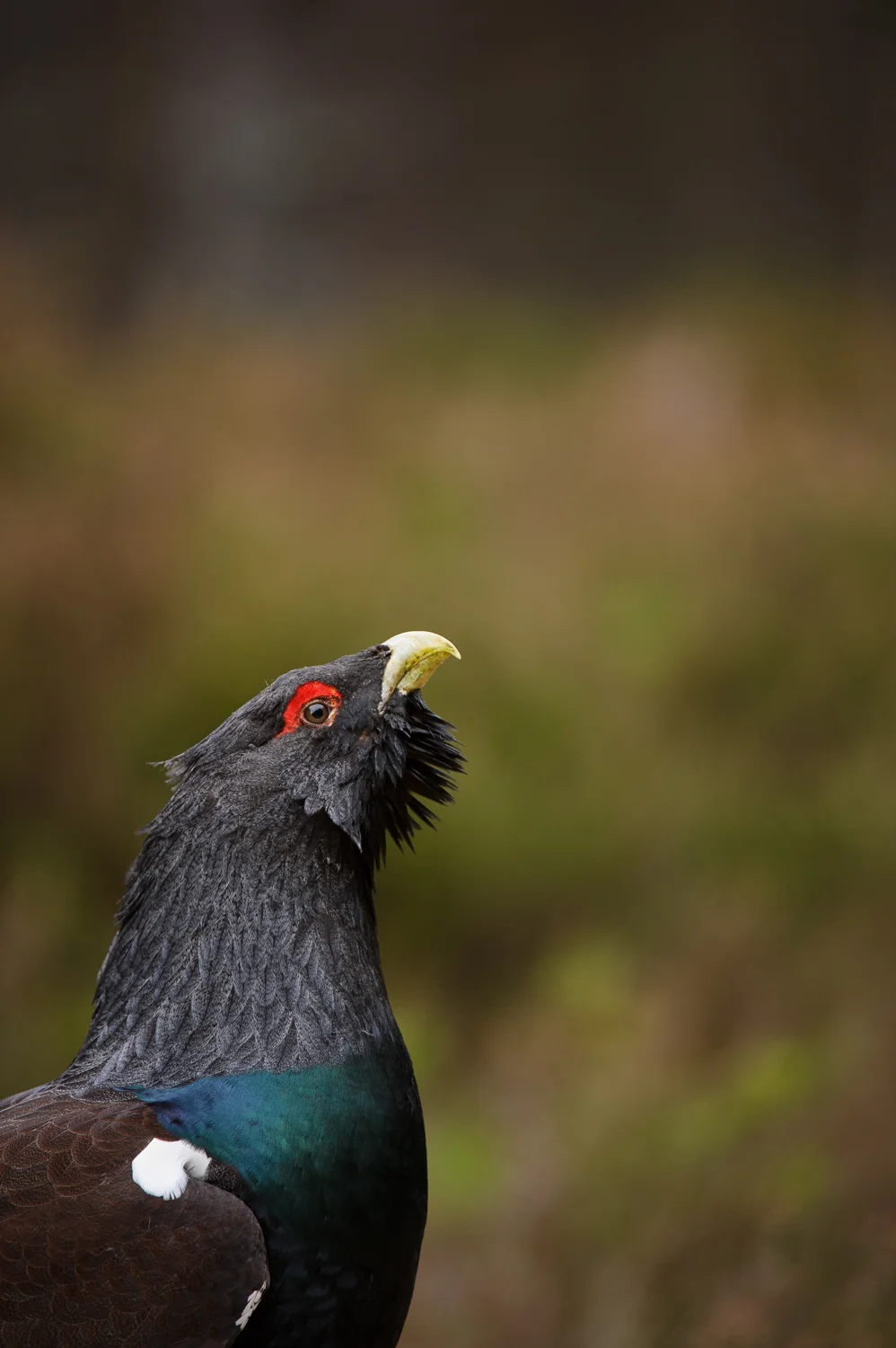Capercaillie