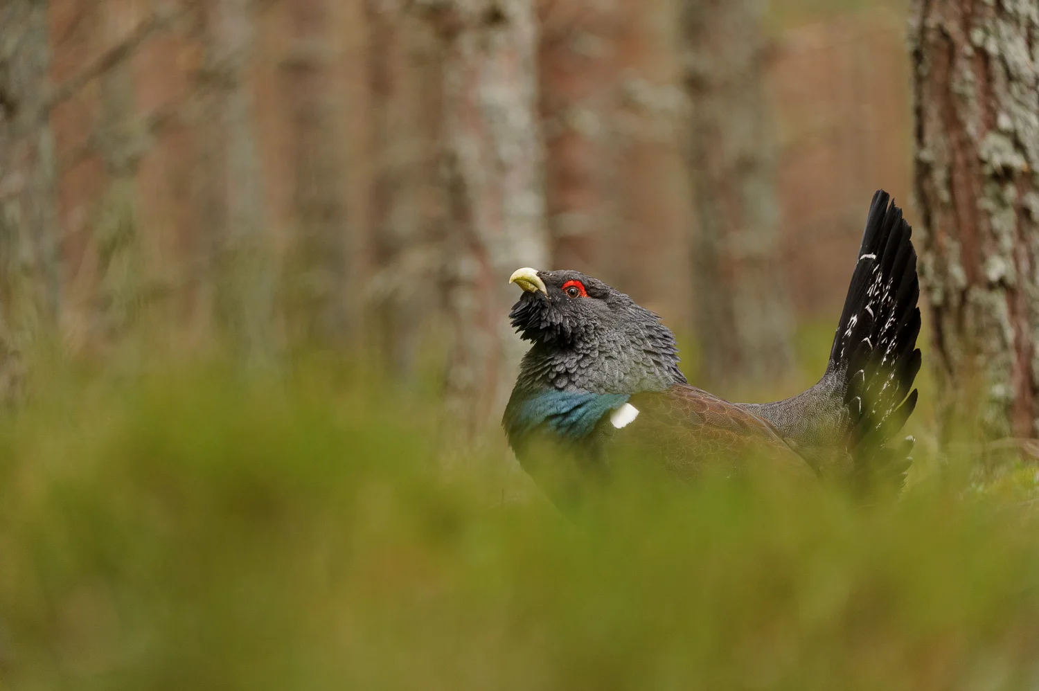 Capercaillie