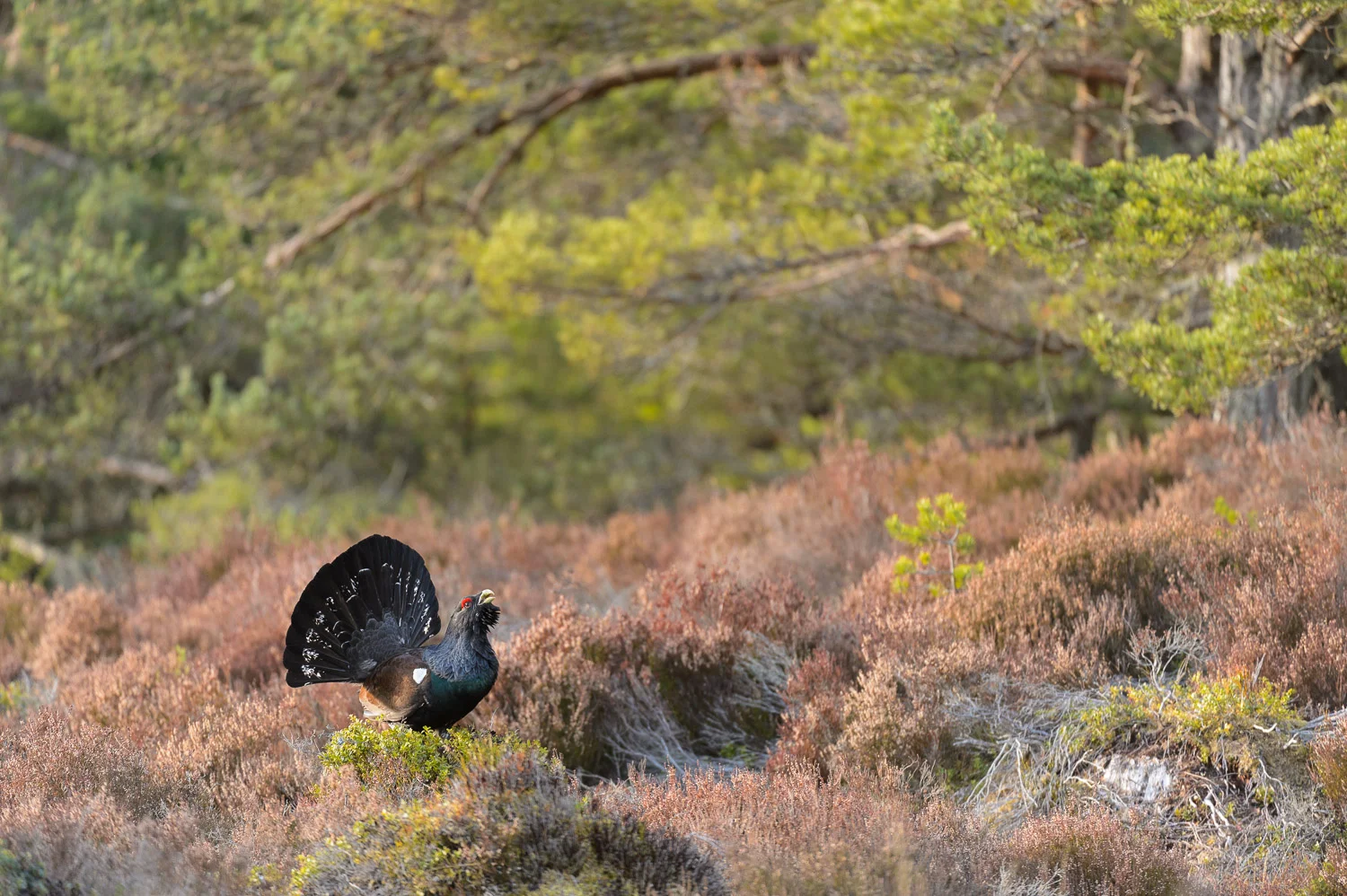 Capercaillie