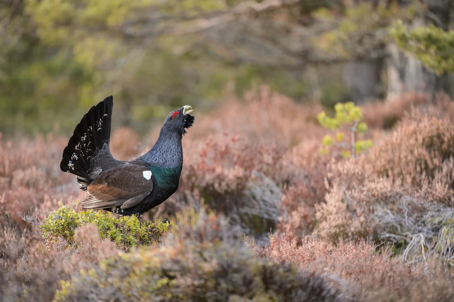 Capercaillie