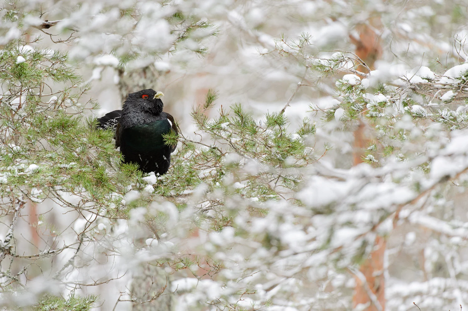 Capercaillie