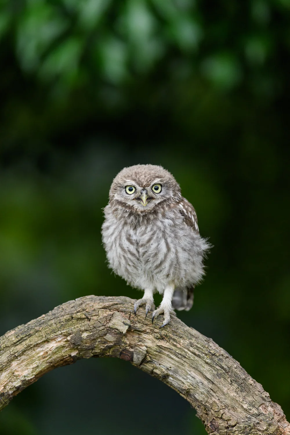 Little Owl