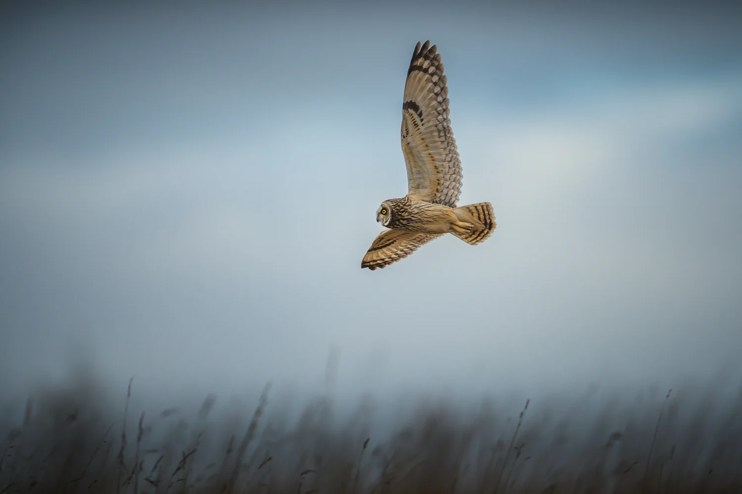 Short Eared Owl in Flight
