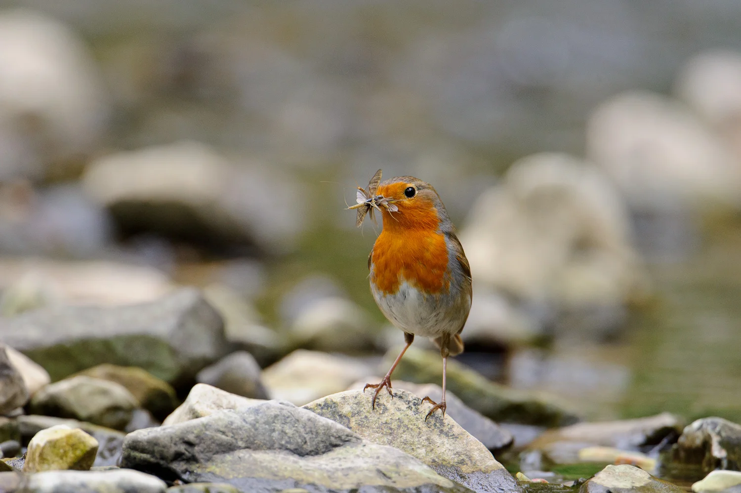 Robin