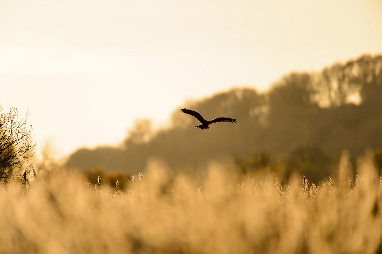 Marsh Harrier