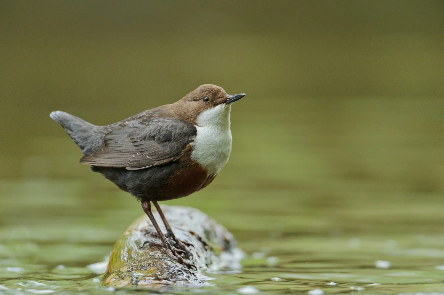 Singing Dipper