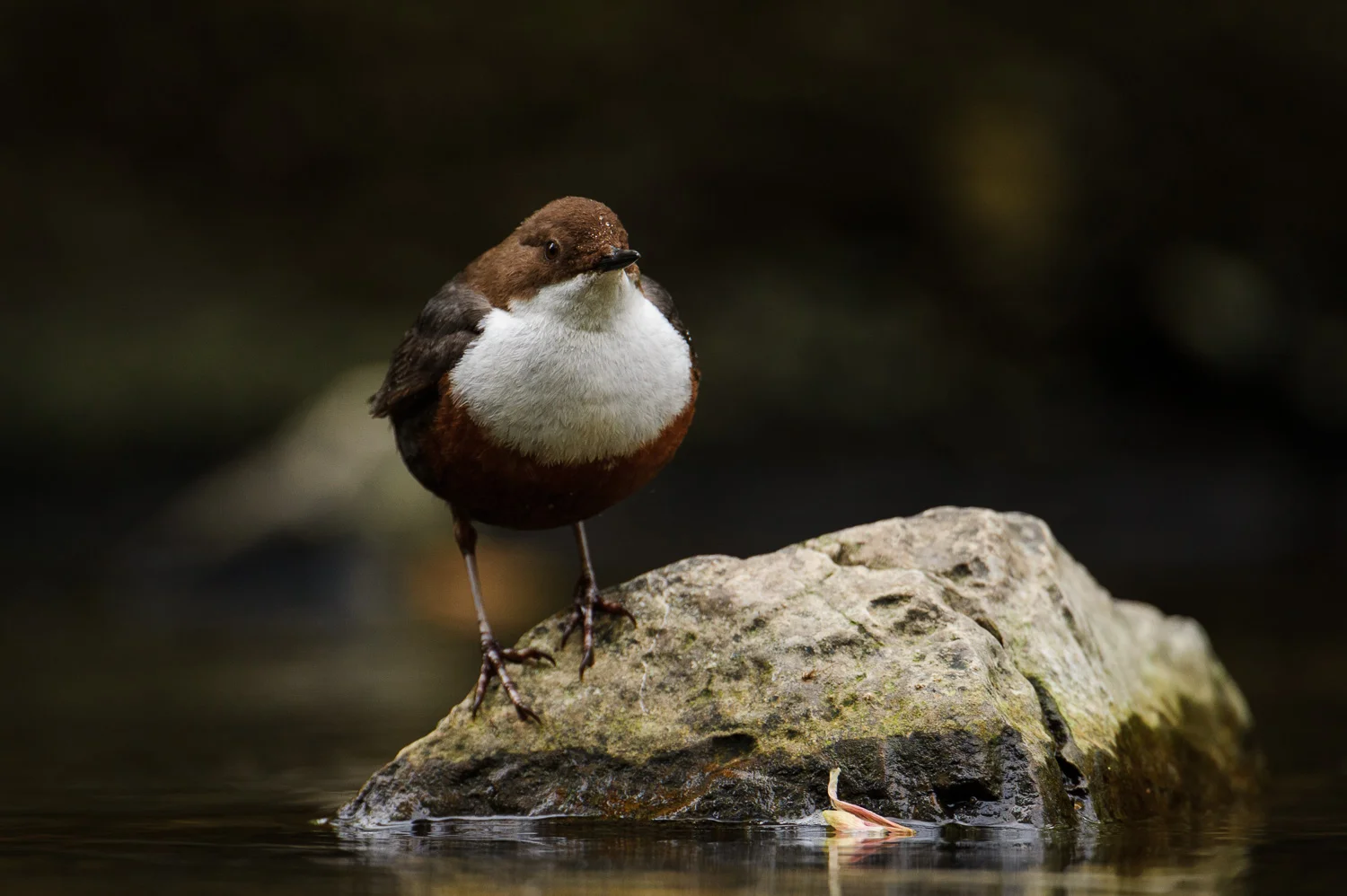 Dipper