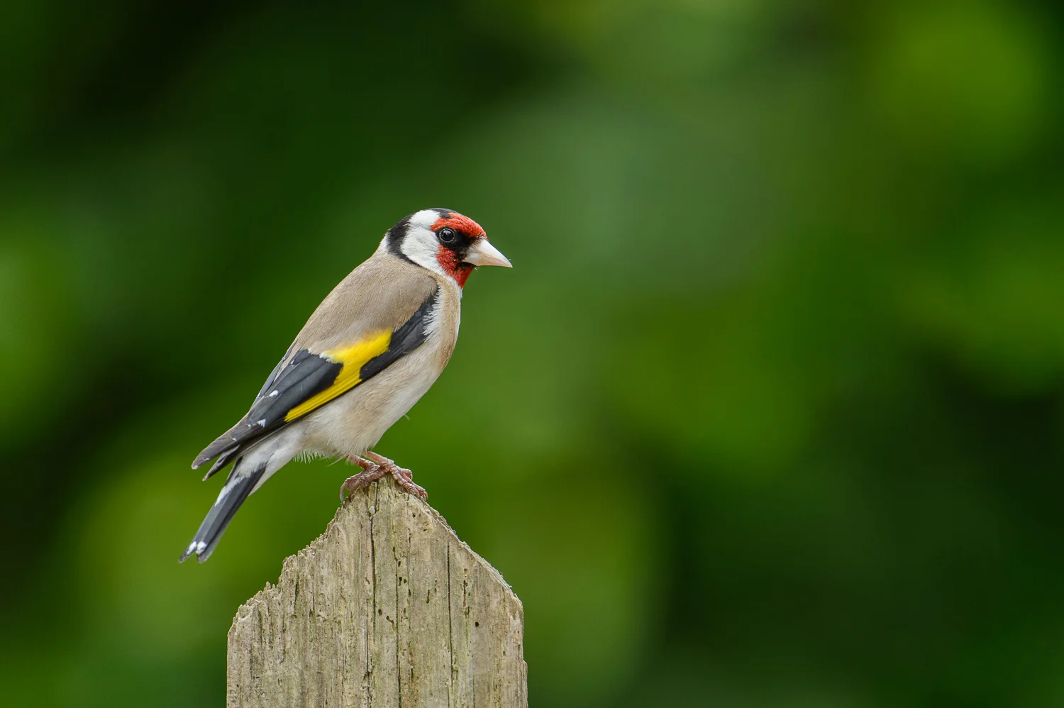 Goldfinch