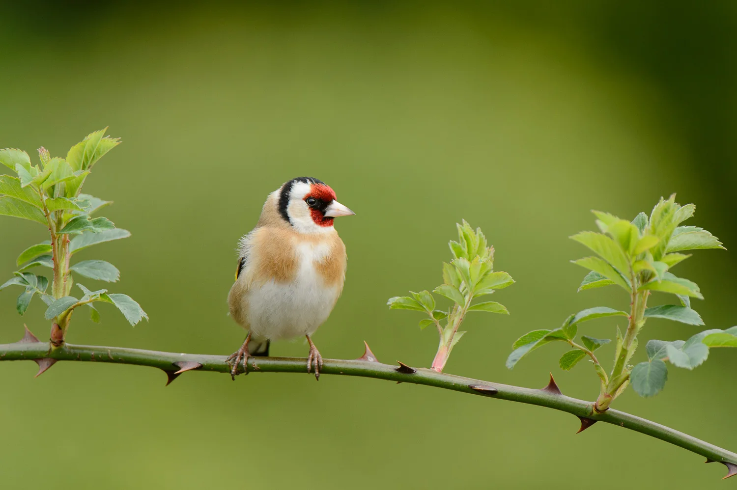 Goldfinch