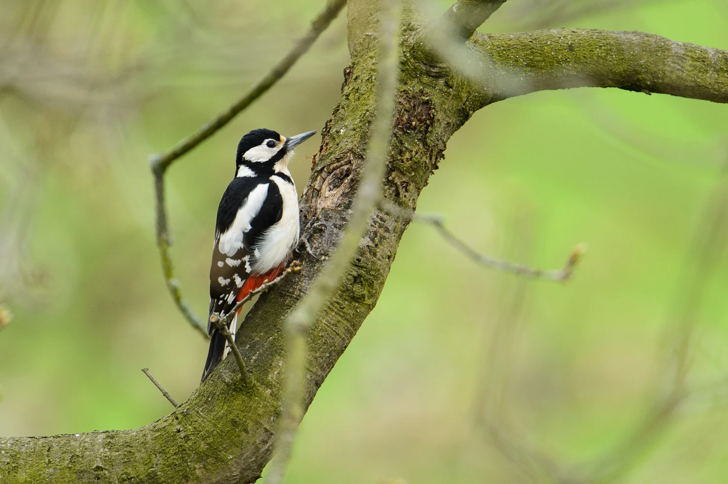 Great Spotted Woodpecker